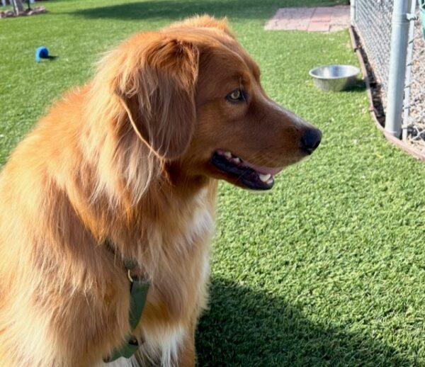 ADOPTED 10/17/22 Parker-5 years old Golden Retriever Mix (Male) - Image 11