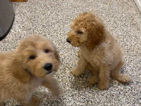 ADOPTED! NOW ACCEPTING APPLICATIONS for Goldendoodle puppies - Image 13