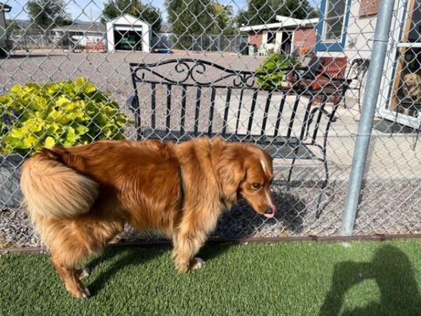 ADOPTED 10/17/22 Parker-5 years old Golden Retriever Mix (Male) - Image 13