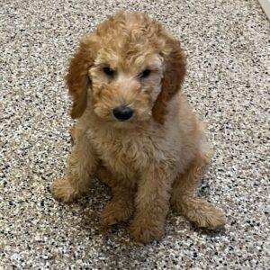 ADOPTED! NOW ACCEPTING APPLICATIONS for Goldendoodle puppies