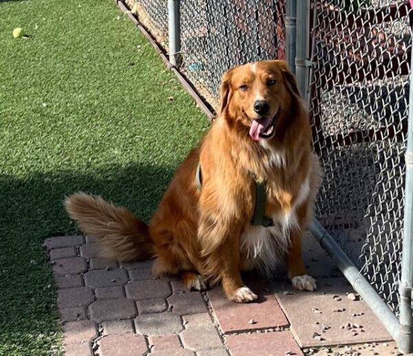 ADOPTED 10/17/22 Parker-5 years old Golden Retriever Mix (Male) - Image 14