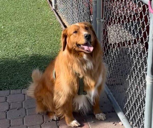 ADOPTED 10/17/22 Parker-5 years old Golden Retriever Mix (Male) - Image 15
