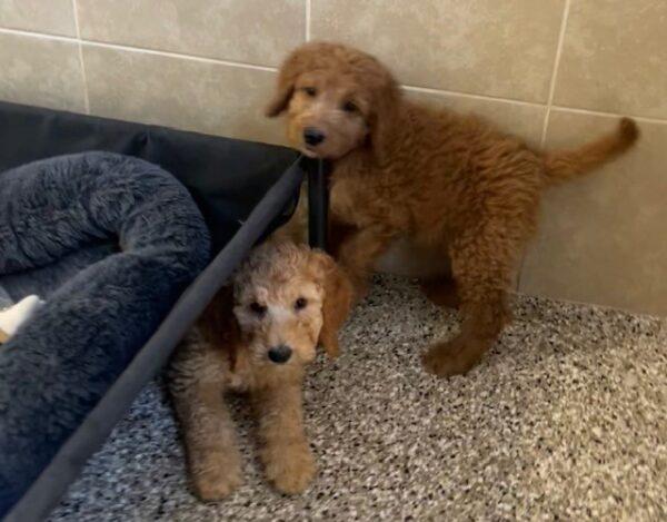ADOPTED! NOW ACCEPTING APPLICATIONS for Goldendoodle puppies - Image 16