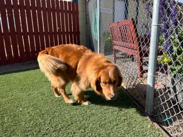 ADOPTED 10/17/22 Parker-5 years old Golden Retriever Mix (Male) - Image 3