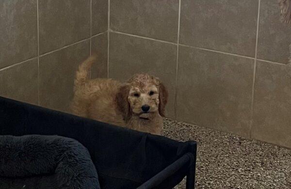 ADOPTED! NOW ACCEPTING APPLICATIONS for Goldendoodle puppies - Image 3