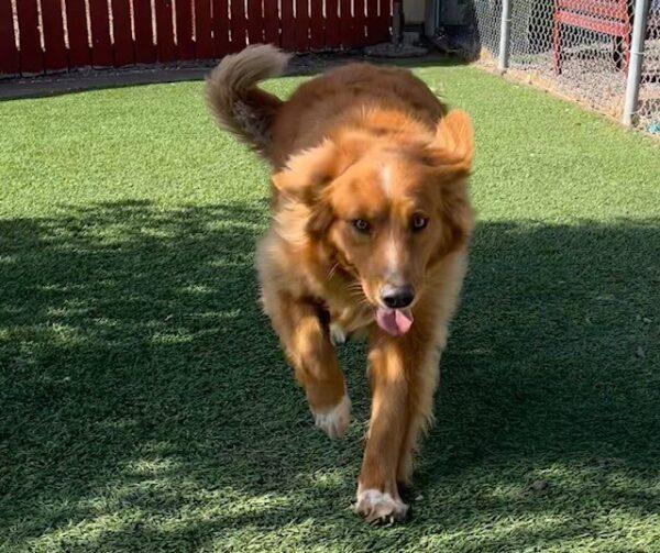 ADOPTED 10/17/22 Parker-5 years old Golden Retriever Mix (Male) - Image 4