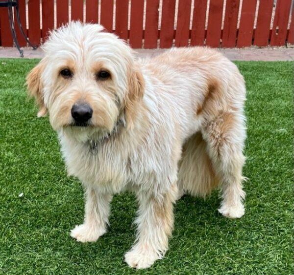 ADOPTED 10/1/22 Jada-5 years old (Female) Goldendoodle - Image 5
