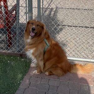 ADOPTED 10/17/22 Parker-5 years old Golden Retriever Mix (Male)