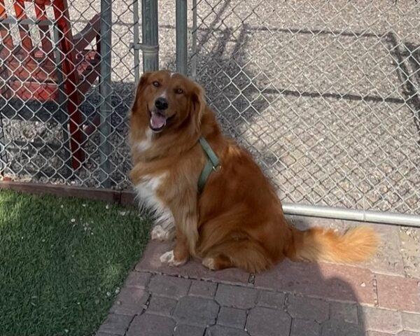 ADOPTED 10/17/22 Parker-5 years old Golden Retriever Mix (Male)