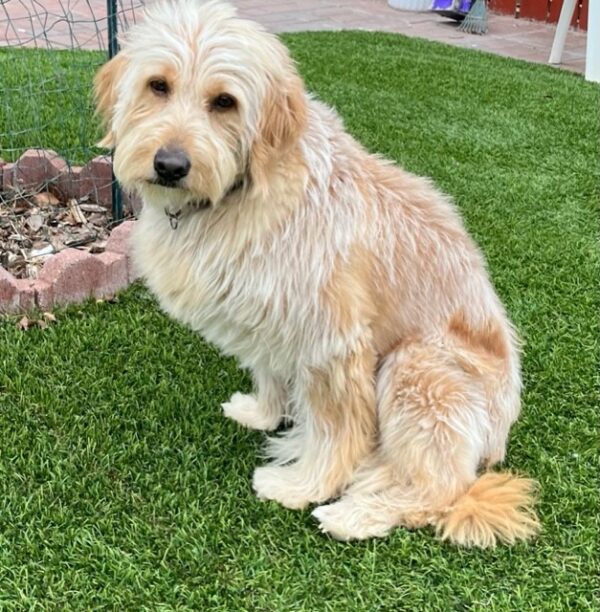 ADOPTED 10/1/22 Jada-5 years old (Female) Goldendoodle - Image 7
