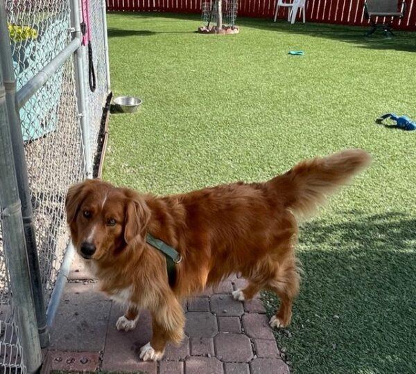 ADOPTED 10/17/22 Parker-5 years old Golden Retriever Mix (Male) - Image 8