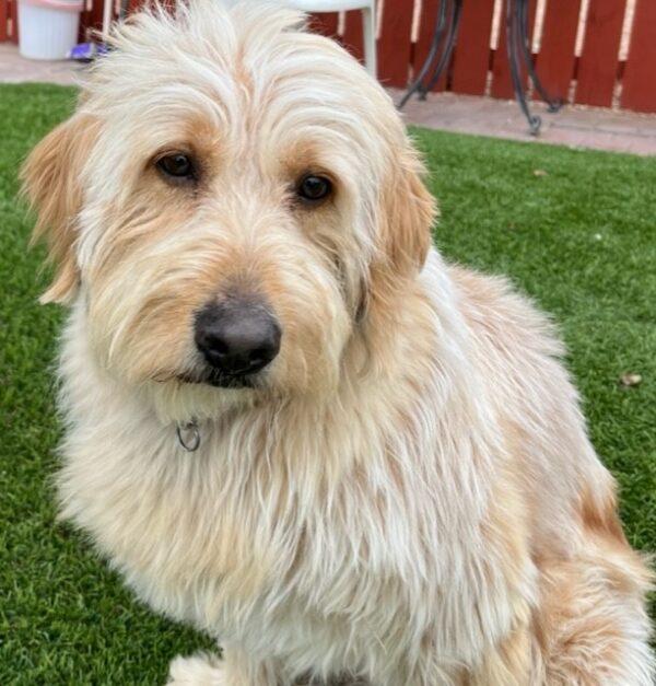 ADOPTED 10/1/22 Jada-5 years old (Female) Goldendoodle - Image 8