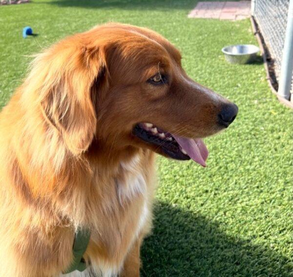 ADOPTED 10/17/22 Parker-5 years old Golden Retriever Mix (Male) - Image 10