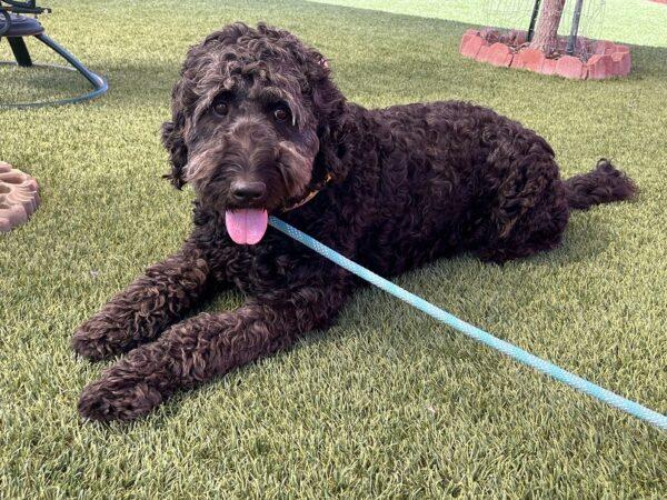 ADOPTED 9/24/22 Gracie-5 years old (Female) Goldendoodle - Image 4