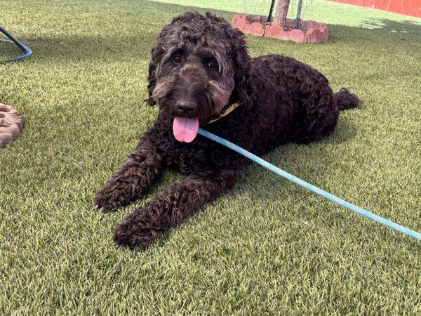 ADOPTED 9/24/22 Gracie-5 years old (Female) Goldendoodle - Image 5