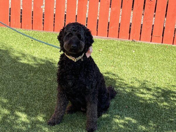 ADOPTED 9/24/22 Gracie-5 years old (Female) Goldendoodle - Image 6