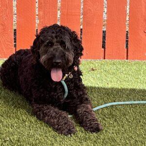 ADOPTED 9/24/22 Gracie-5 years old (Female) Goldendoodle