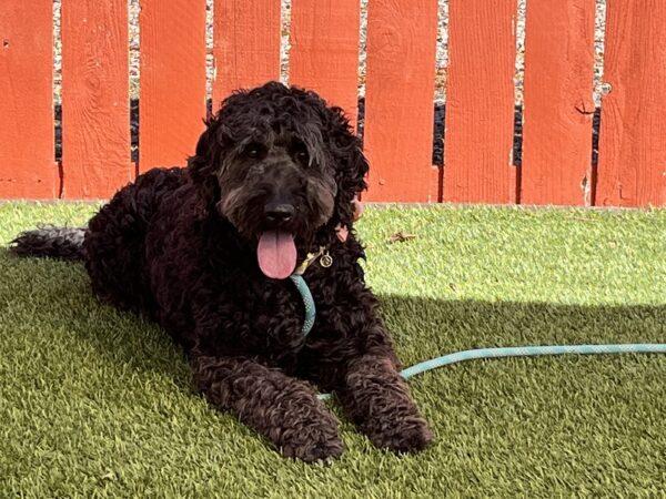 ADOPTED 9/24/22 Gracie-5 years old (Female) Goldendoodle