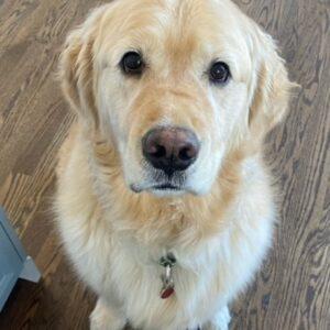 ADOPTED 9/28/22 Maxx-3 years old (Male)
