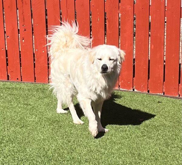 ADOPTED 10/24/22 Hero-2 years old (Male) Golden/Pyrenees mix - Image 8