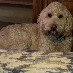 ADOPTED 10/29/22 Finn-2.5 years old-Goldendoodle (Male)