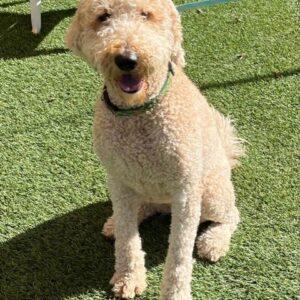 ADOPTED 11/12/22 Mable-2 years old (Female) Goldendoodle