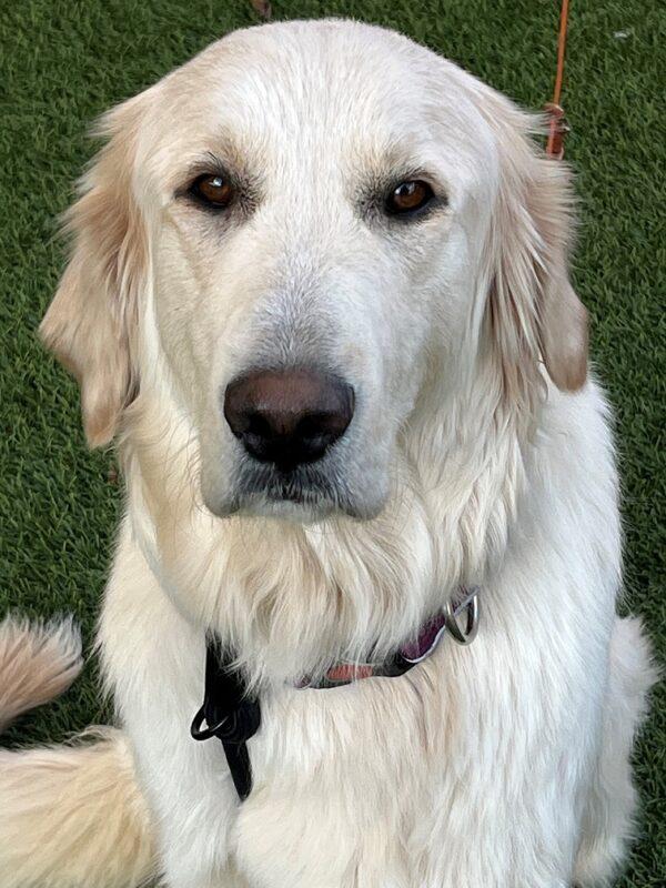 ADOPTED 10/29/22 Annie-20 months (Female) Golden/Pyrenees mix