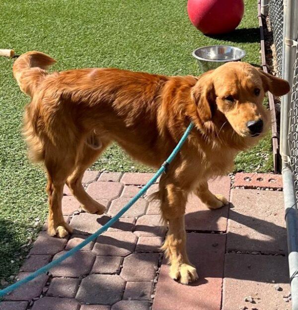 ADOPTED 10/12/22 SPECIAL NEEDS!! Sonny-15 months (Male) - Image 11