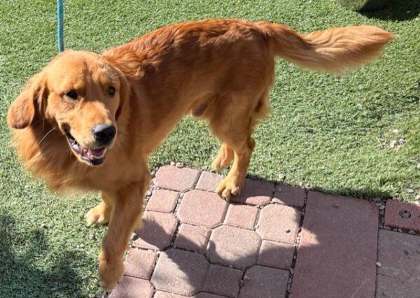 ADOPTED 10/12/22 SPECIAL NEEDS!! Sonny-15 months (Male) - Image 13