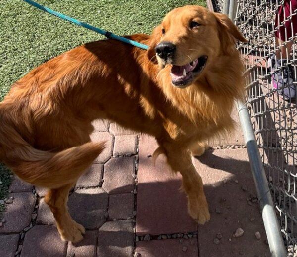 ADOPTED 10/12/22 SPECIAL NEEDS!! Sonny-15 months (Male) - Image 14