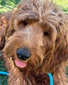 ADOPTED 11/7/22 Scarlett- 2 years old Goldendoodle (Female)