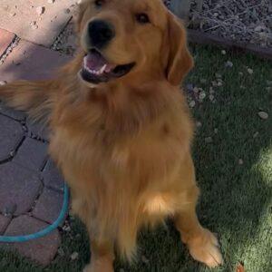ADOPTED 10/12/22 SPECIAL NEEDS!! Sonny-15 months (Male)