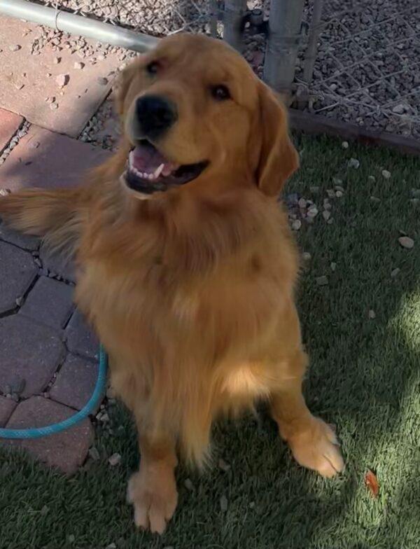 ADOPTED 10/12/22 SPECIAL NEEDS!! Sonny-15 months (Male)