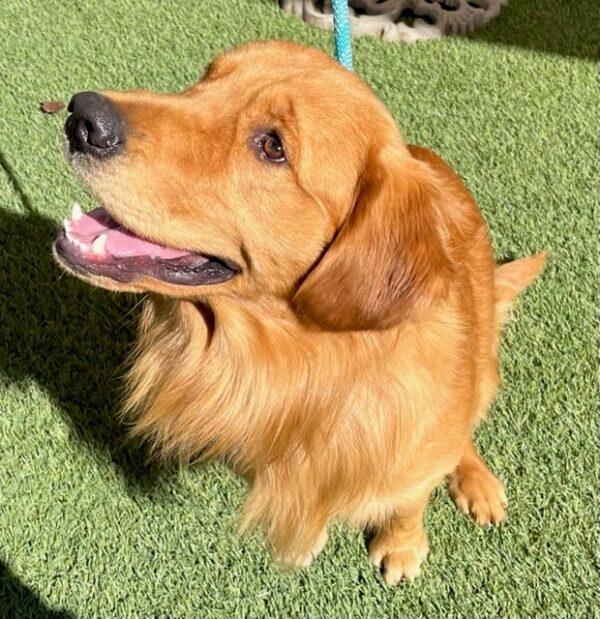 ADOPTED 10/12/22 SPECIAL NEEDS!! Sonny-15 months (Male) - Image 3