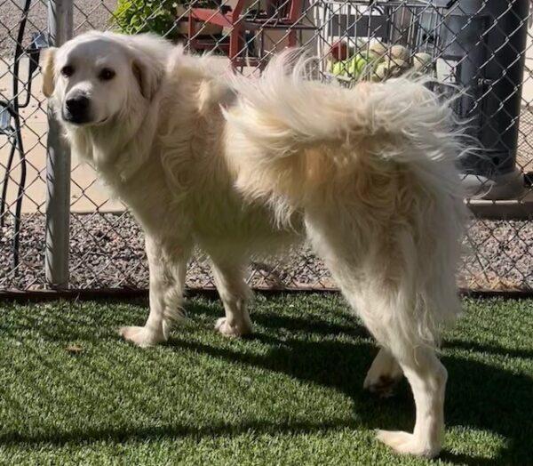ADOPTED 10/24/22 Hero-2 years old (Male) Golden/Pyrenees mix - Image 9