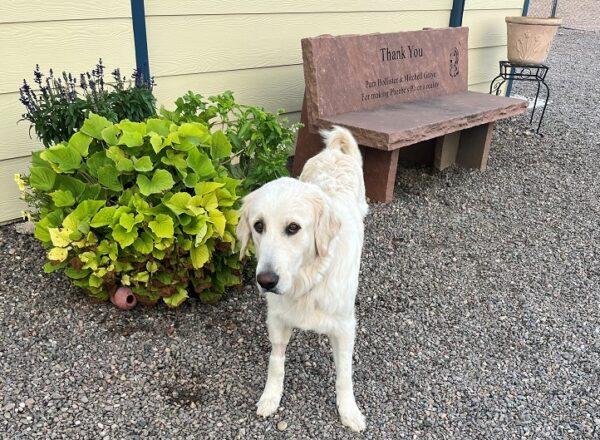 ADOPTED 10/29/22 Annie-20 months (Female) Golden/Pyrenees mix - Image 3