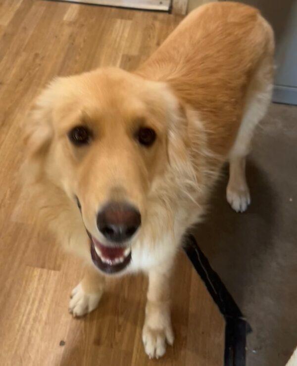 ADOPTED 11/26/22 Bailey-2 years old (Female) Golden Mix - Image 3