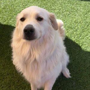 ADOPTED 10/24/22 Hero-2 years old (Male) Golden/Pyrenees mix