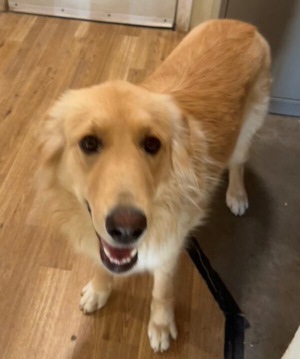 ADOPTED 11/26/22 Bailey-2 years old (Female) Golden Mix - Image 4