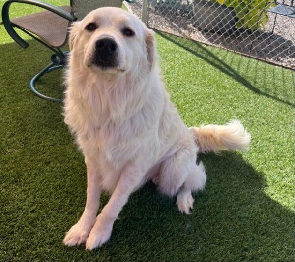 ADOPTED 10/24/22 Hero-2 years old (Male) Golden/Pyrenees mix - Image 3