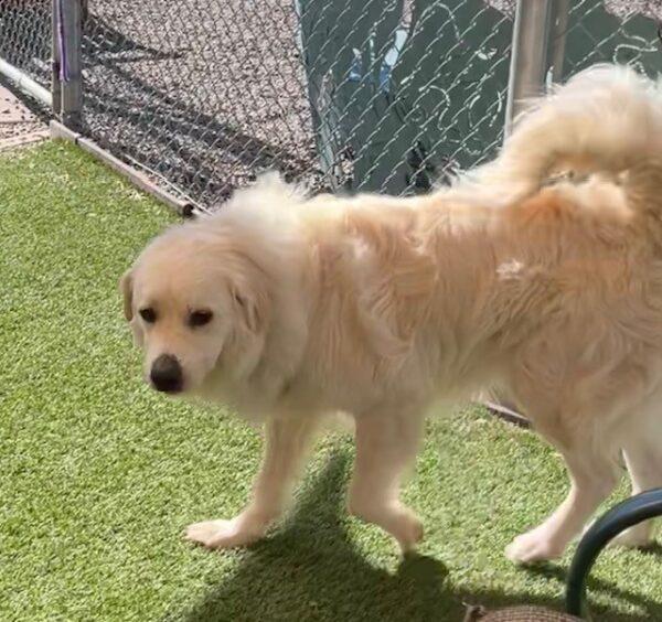 ADOPTED 10/24/22 Hero-2 years old (Male) Golden/Pyrenees mix - Image 4