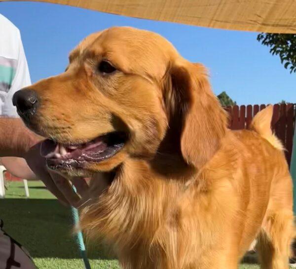 ADOPTED 10/12/22 SPECIAL NEEDS!! Sonny-15 months (Male) - Image 7
