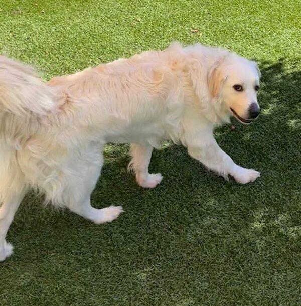 ADOPTED 10/24/22 Hero-2 years old (Male) Golden/Pyrenees mix - Image 5