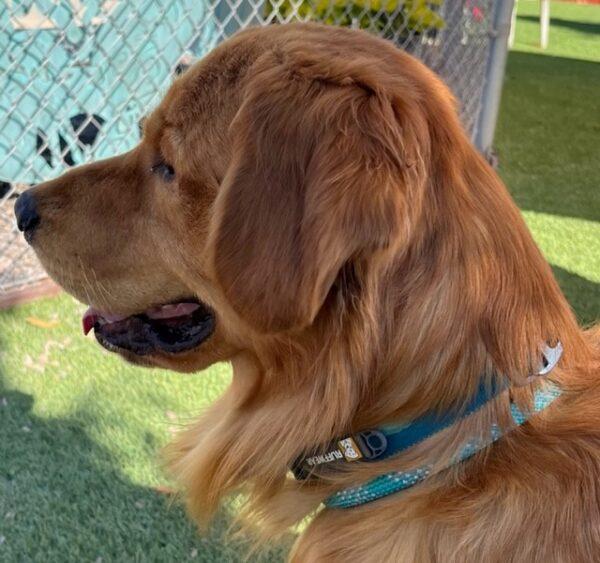 ADOPTED 10/12/22 SPECIAL NEEDS!! Sonny-15 months (Male) - Image 8
