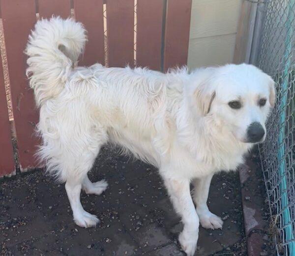 ADOPTED 10/24/22 Hero-2 years old (Male) Golden/Pyrenees mix - Image 6