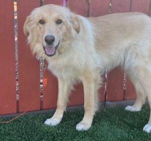 ADOPTED 11/26/22 Bailey-2 years old (Female) Golden Mix