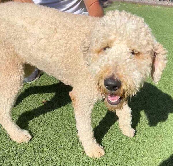 ADOPTED 11/12/22 Mable-2 years old (Female) Goldendoodle - Image 8