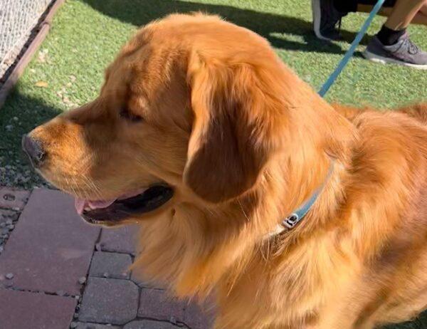 ADOPTED 10/12/22 SPECIAL NEEDS!! Sonny-15 months (Male) - Image 9