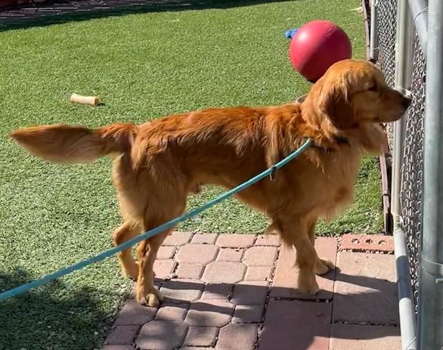 9 volunteer to dog walk