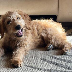 ADOPTED 11/14/22 Ginger-4 months old (Female) Goldendoodle